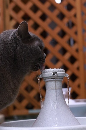 2025 06 22_nekomanma_1392