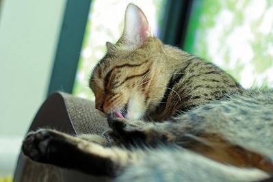 nekomanma_0888_edited-1