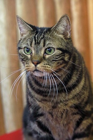 nekomanma_9328_edited-1