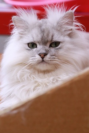 2026 01 02_nekomanma_3951