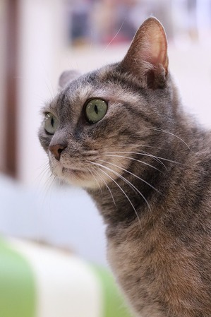 2025 06 08_nekomanma_1107