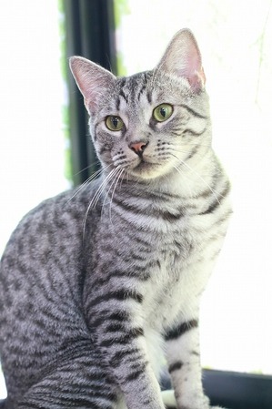 2025 07 13_nekomanma_2011