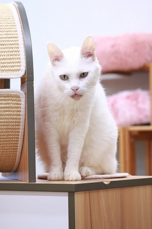2024 04 07_nekomanma_4765