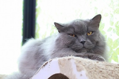 2024 05 19_nekomanma_5315