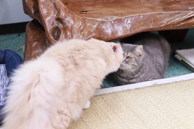 2022 09 22_nekomanma_3860