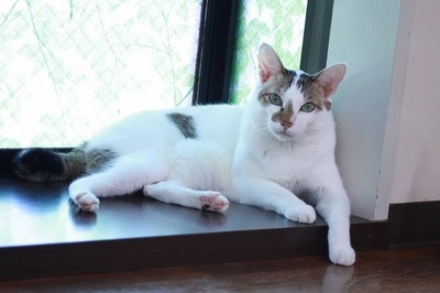 2023 11 02_nekomanma_1874