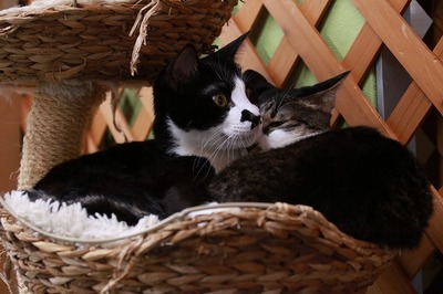 2024 05 19_nekomanma_5308
