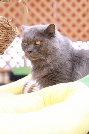 2026 02 22_nekomanma_4451-1