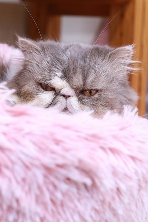 2025 04 13_nekomanma_0649