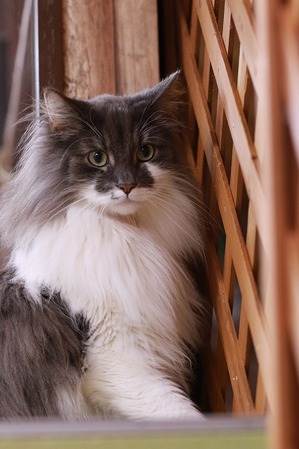 2025 04 20_nekomanma_0778