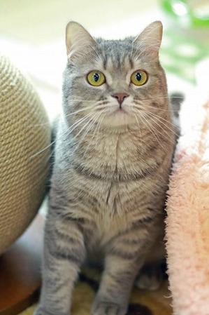 nekomanma_3521_edited-1