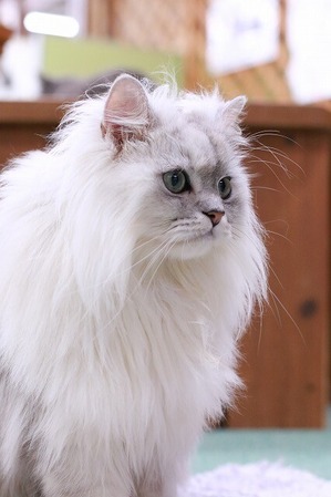 2026 04 05_nekomanma_4684