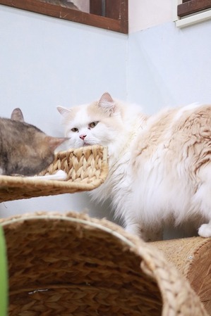 2025 06 25_nekomanma_1645