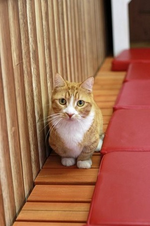 nekomanma_2952_edited-1