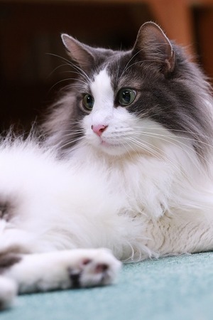 2023 04 30_nekomanma_8122
