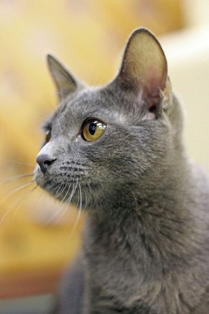 nekomanma_4966_edited-1