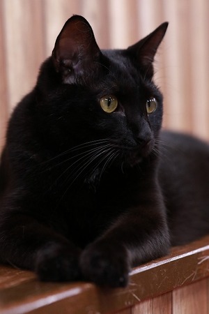 2023 04 30_nekomanma_8069
