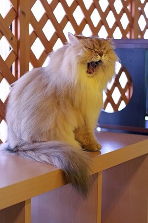 nekomanma_8324_edited-1