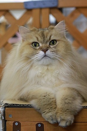 nekomanma_8257_edited-1