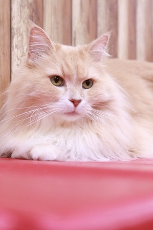 2026 01 11_nekomanma_4130