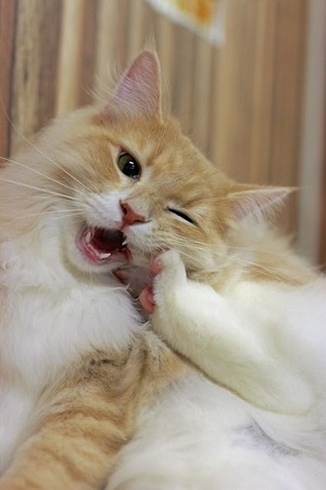 nekomanma_7580_edited-1
