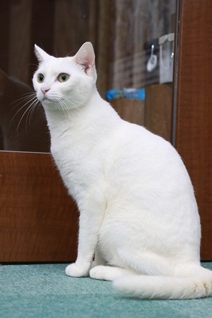 2024 03 17_nekomanma_4456