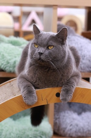 2026 01 02_nekomanma_3965