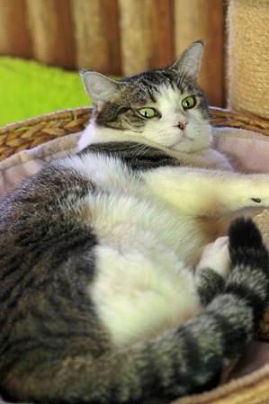 nekomanma_7675_edited-1