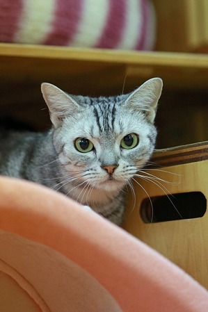 nekomanma_5189_edited-1