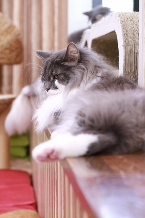 2025 02 16_nekomanma_9765