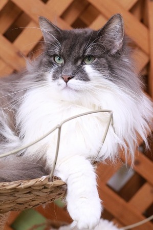 2026 04 05_nekomanma_4656