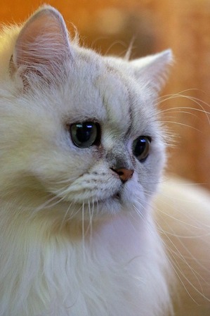 nekomanma_4087_edited-1