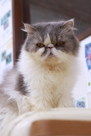 2026 03 22_nekomanma_4514