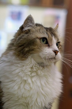 nekomanma_9359_edited-1