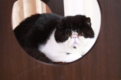 2024 07 28_nekomanma_6293