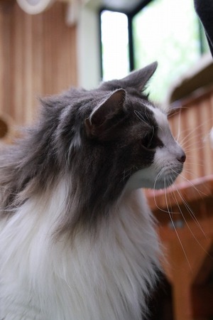 2024 01 03_nekomanma_2840