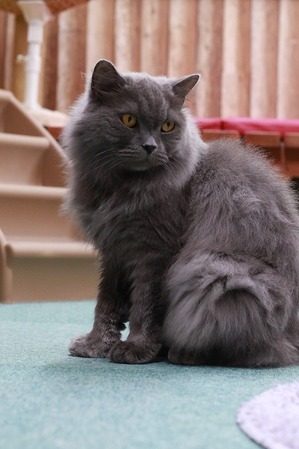 2026 03 29_nekomanma_4626