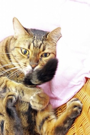 nekomanma_3444_edited-1