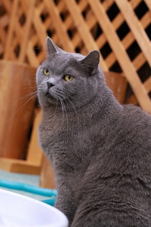 2025 04 06_nekomanma_0582