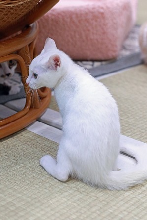 nekomanma_2469_edited-1