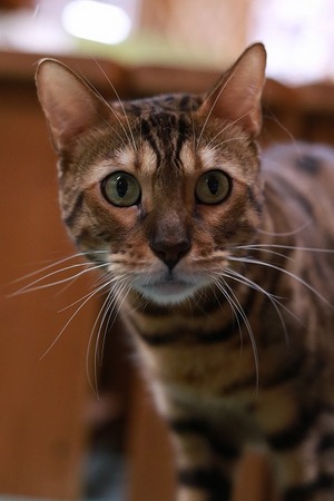 2023 04 30_nekomanma_8169