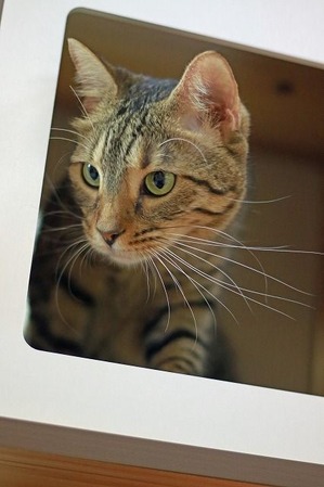 nekomanma_3477_edited-1