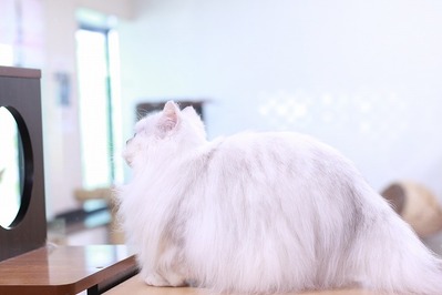 2022 03 10_nekomanma_1551