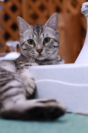 2025 03 23_nekomanma_0301