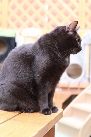 2026 01 11_nekomanma_4128