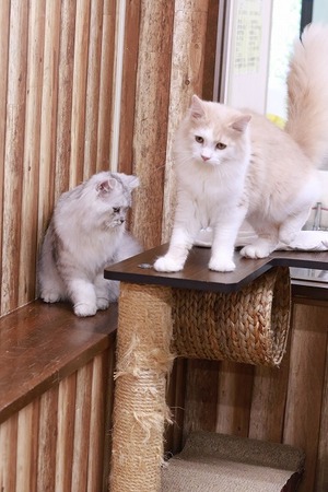 2024 12 26_nekomanma_9149