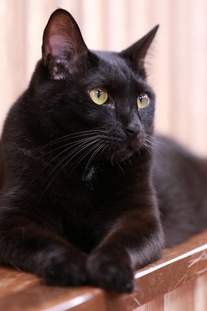 2023 04 30_nekomanma_8072