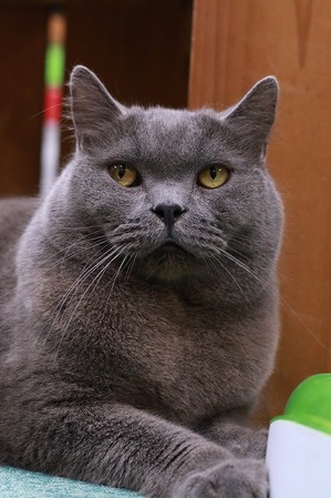 2025 04 13_nekomanma_0666