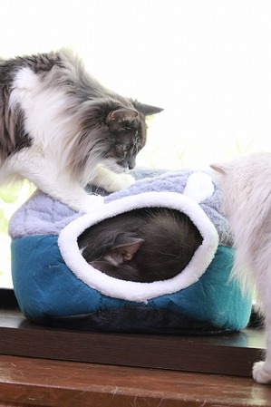 2026 01 02_nekomanma_3972