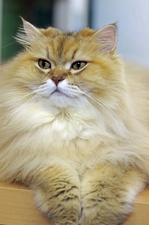 nekomanma_9206_edited-1